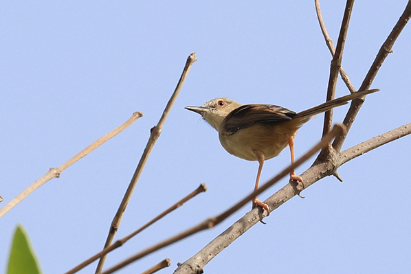 Tawny-flanked Prinia